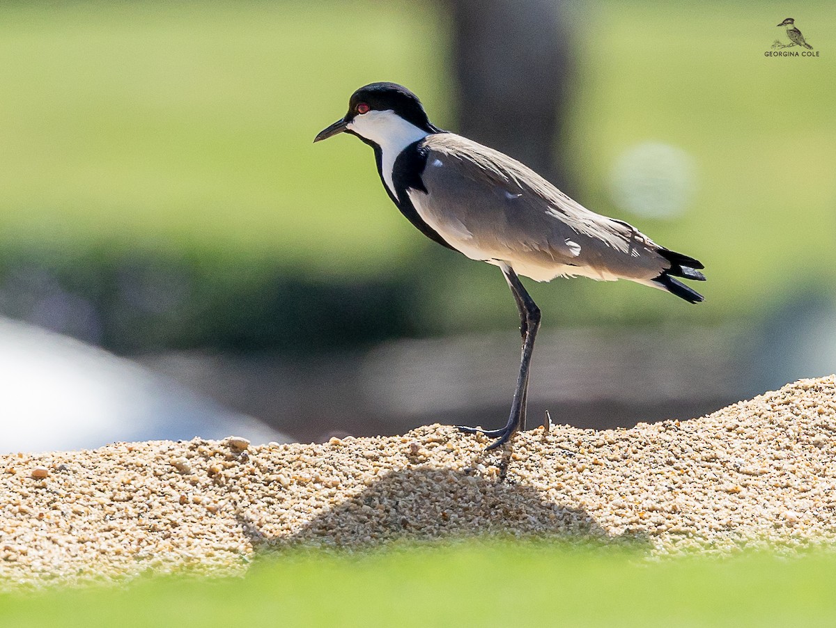 Spur-winged Lapwing - ML617649802