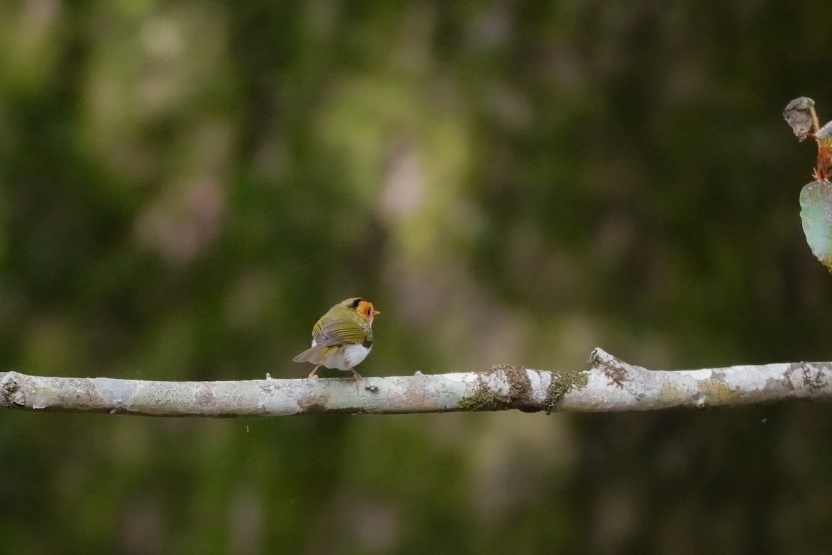 Rufous-faced Warbler - Shih-Chun Huang