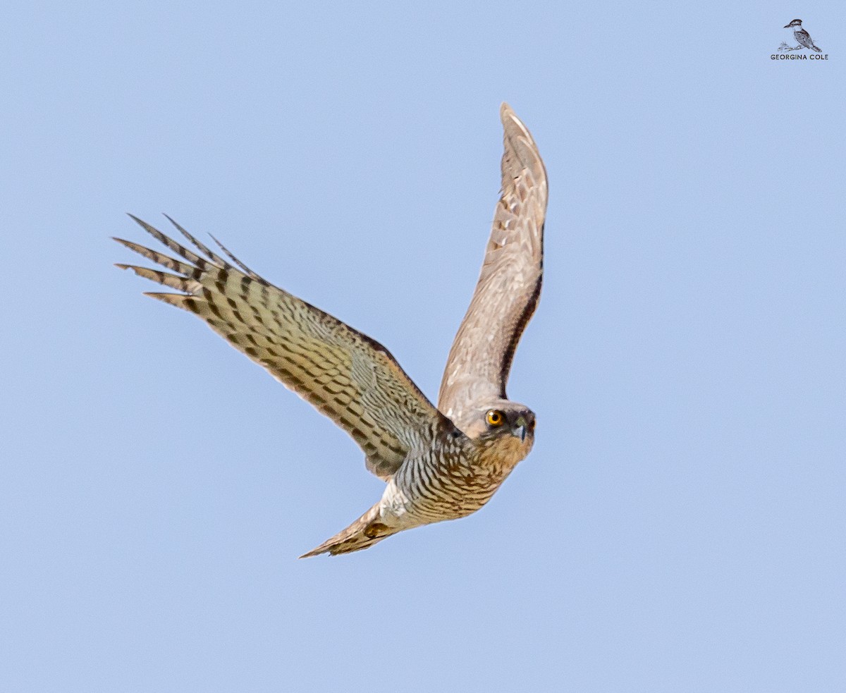 Eurasian Sparrowhawk - ML617649848