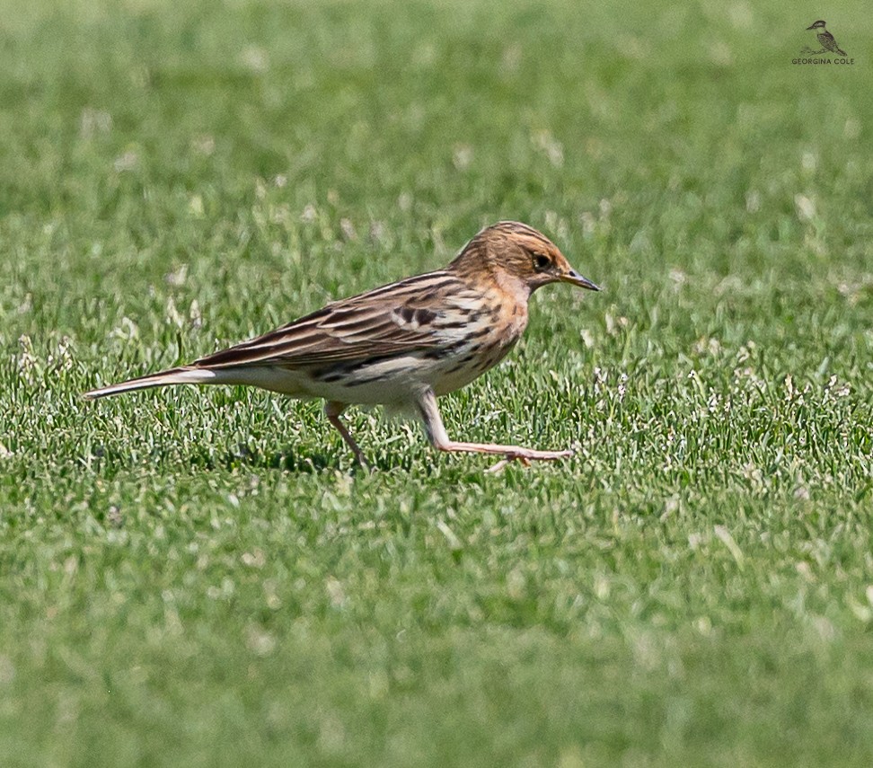 Red-throated Pipit - ML617649903