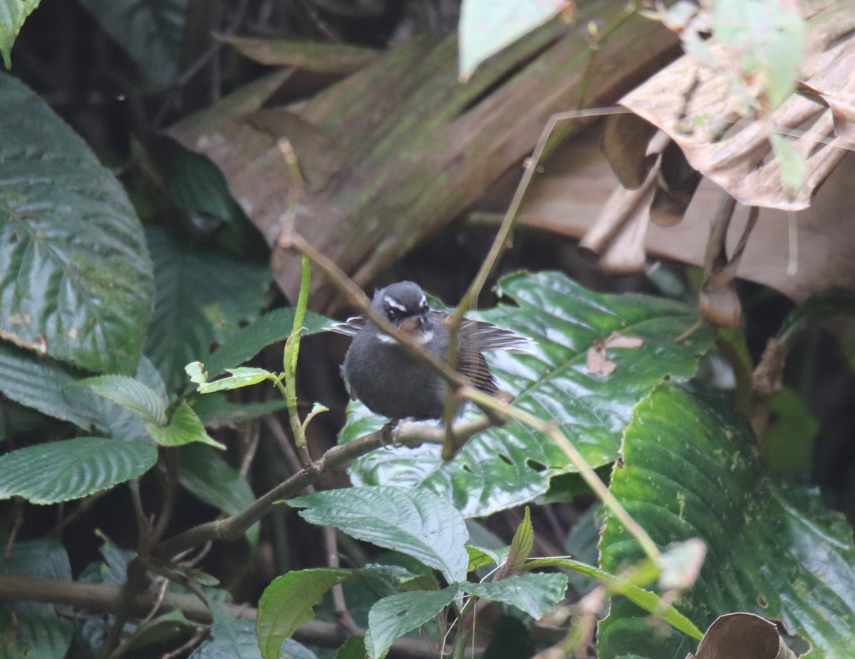 White-throated Fantail - ML617649939
