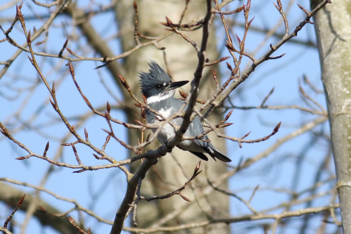 Belted Kingfisher - ML617650056