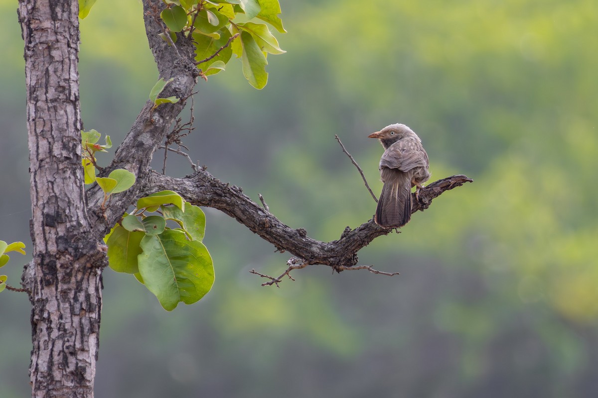 Yellow-billed Babbler - Anand T