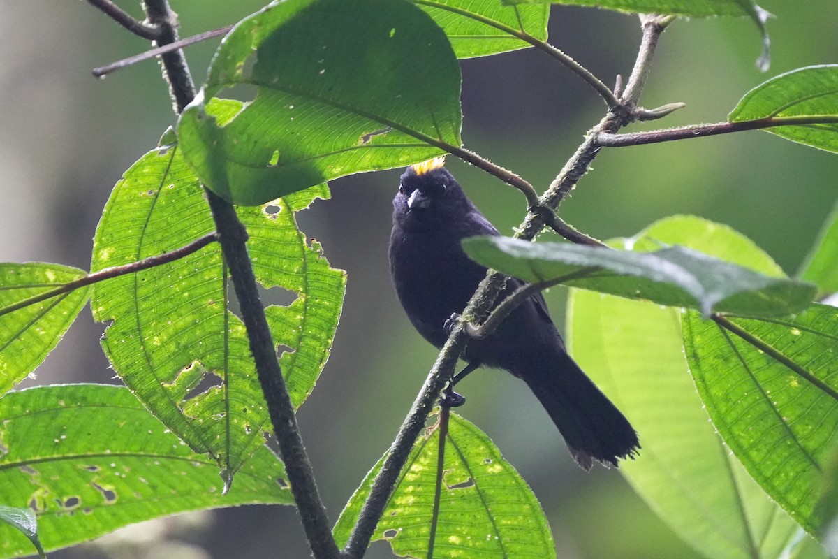 Tawny-crested Tanager - ML617650111