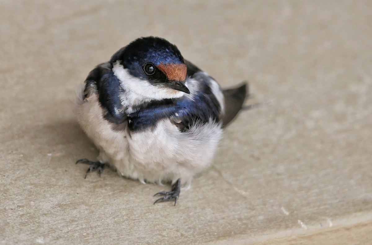 White-throated Swallow - Hubert Söhner