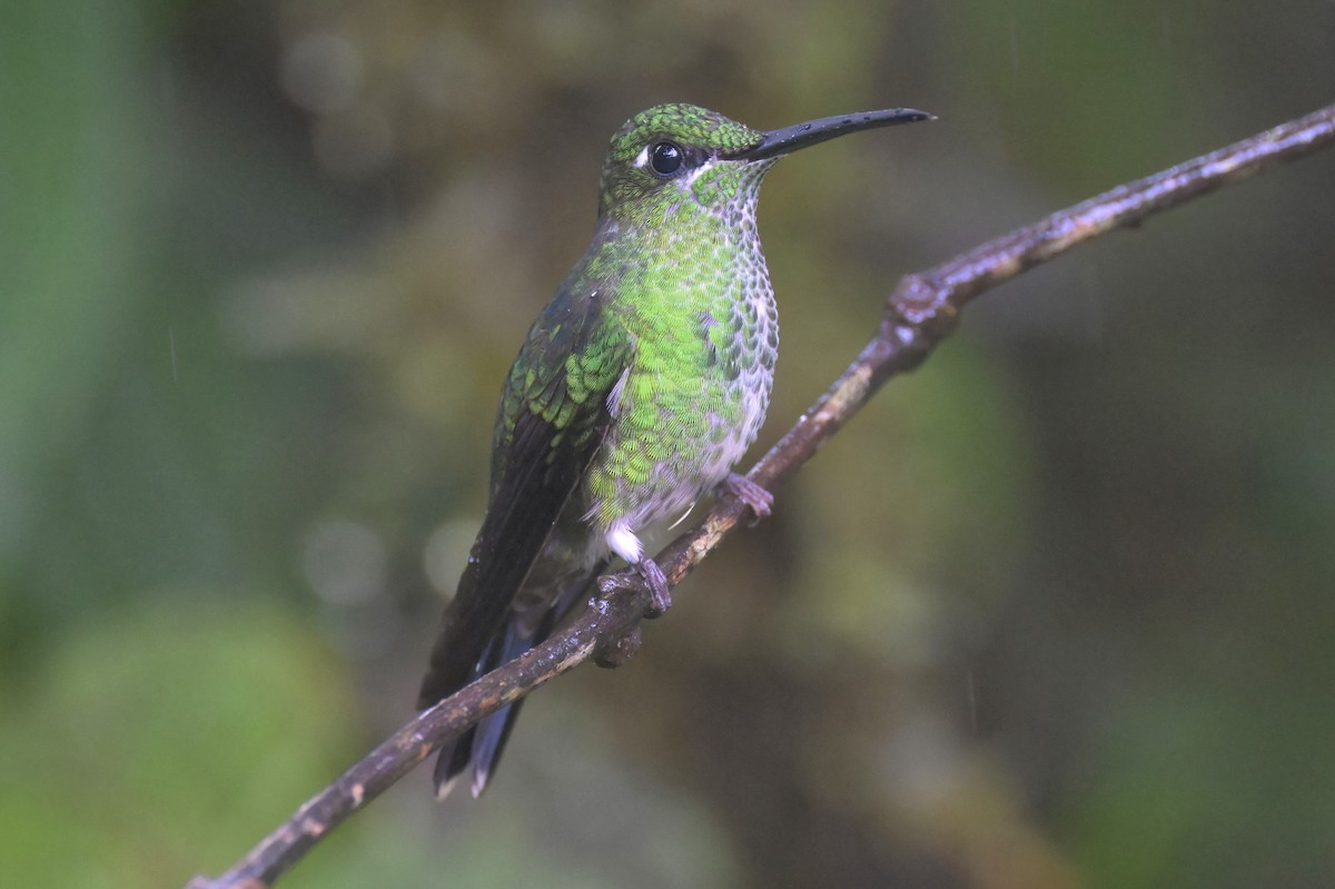 Green-crowned Brilliant - ML617650194