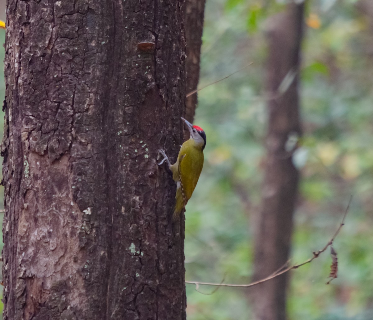 Gray-headed Woodpecker - Arun Raghuraman