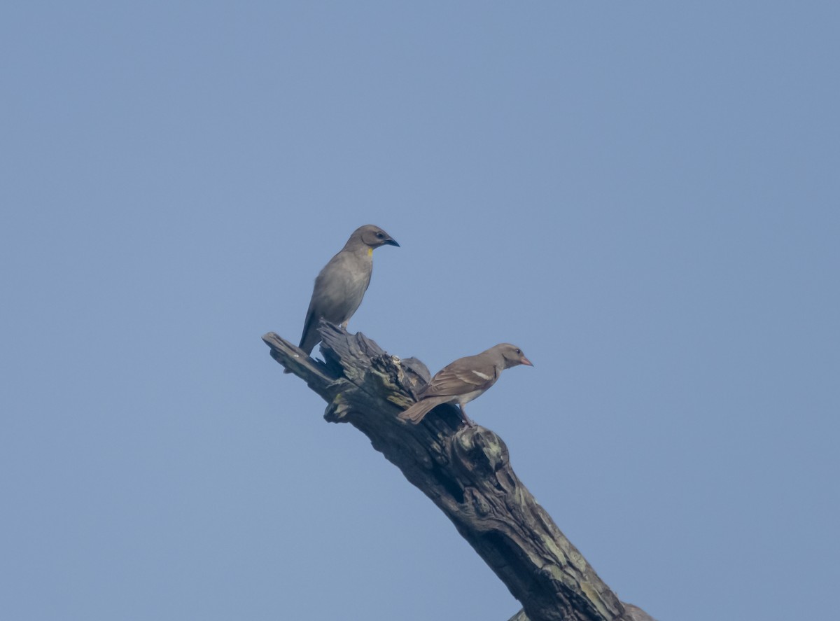 Yellow-throated Sparrow - Arun Raghuraman