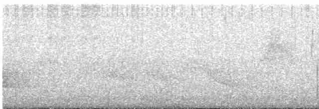 White-tailed Robin - ML617650253