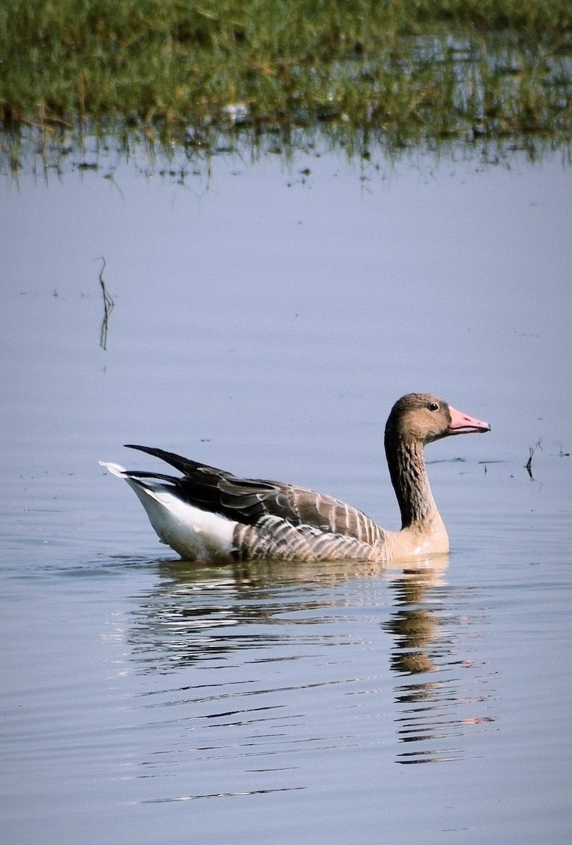 Graylag Goose - Samarjit Nayak