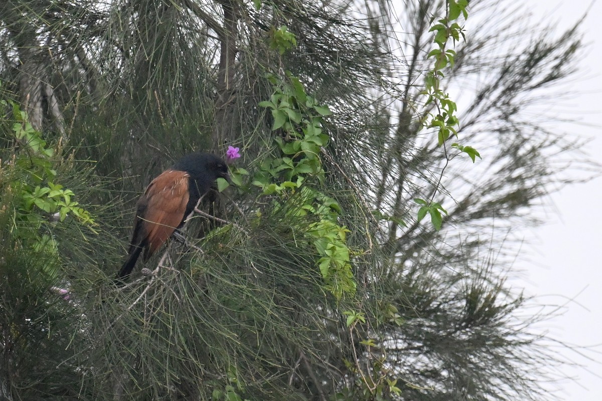 Lesser Coucal - Ting-Wei (廷維) HUNG (洪)