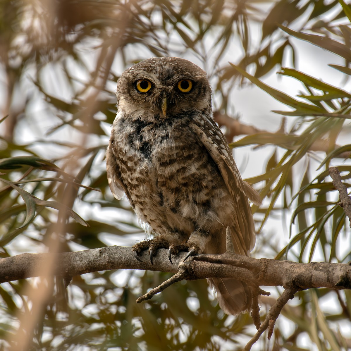 Spotted Owlet - ML617650462