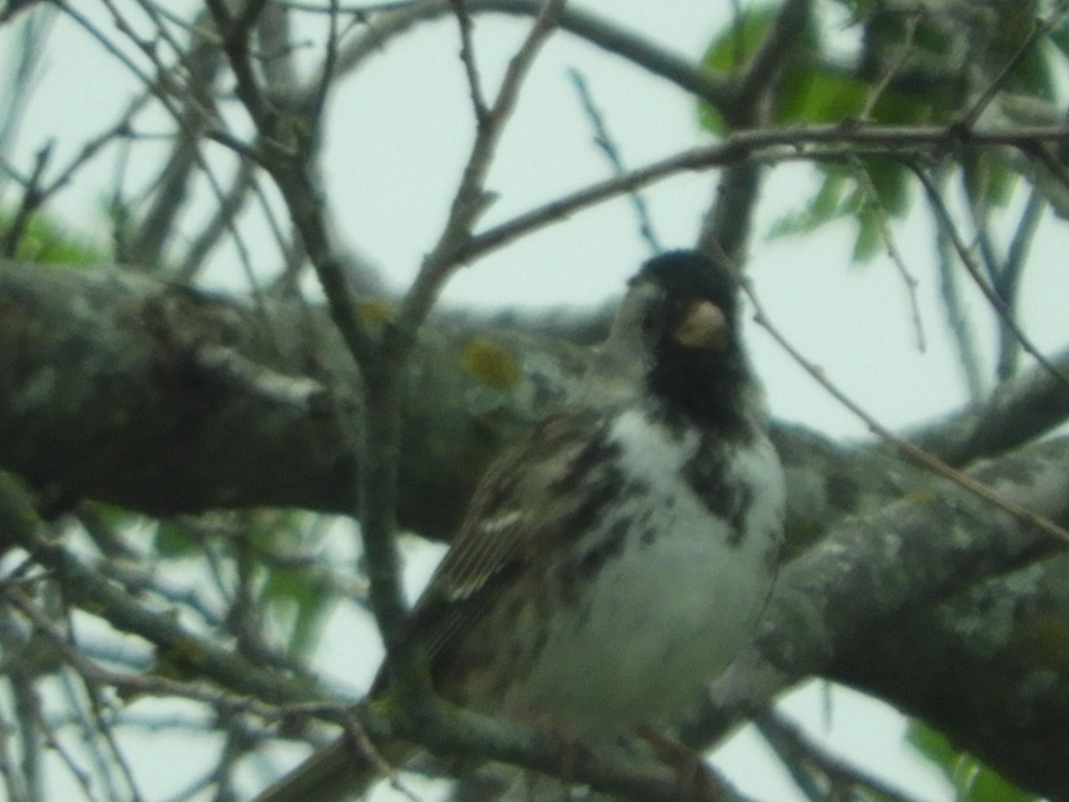 Harris's Sparrow - ML617650463