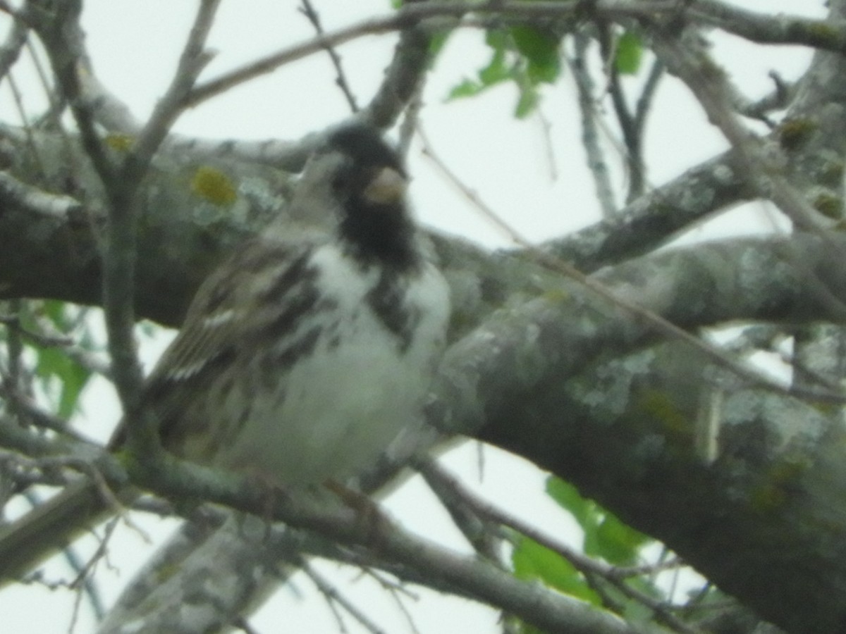 Harris's Sparrow - ML617650465
