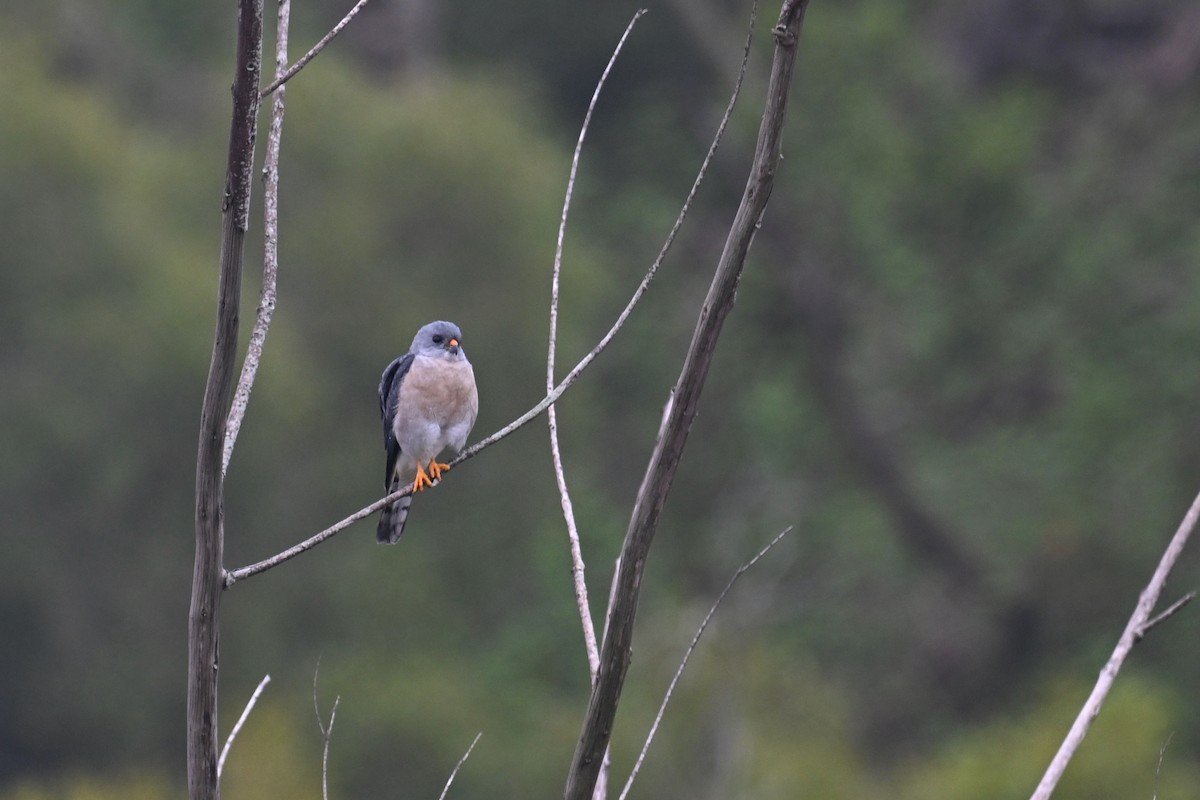Chinese Sparrowhawk - ML617650476