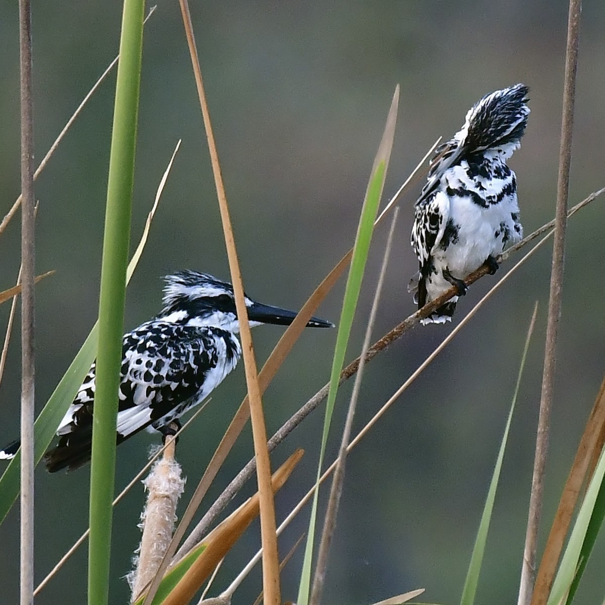 Pied Kingfisher - Kalyan Gantait