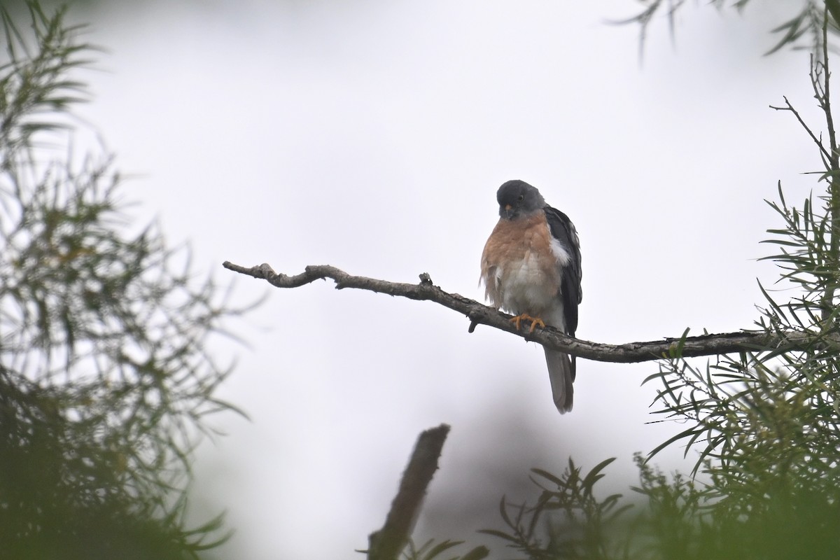 Chinese Sparrowhawk - Ting-Wei (廷維) HUNG (洪)