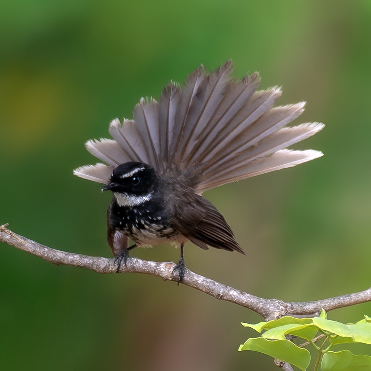 Spot-breasted Fantail - ML617650531