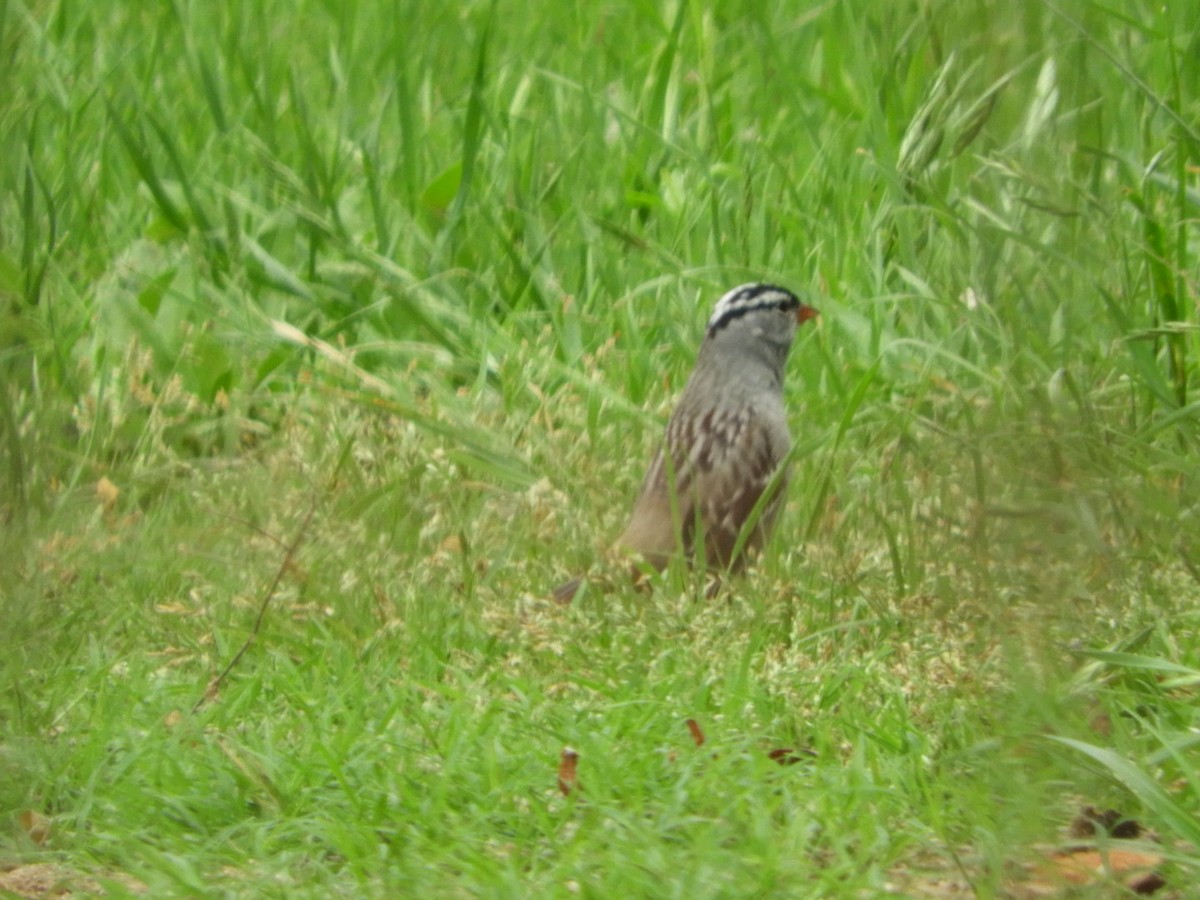 White-crowned Sparrow - ML617650545