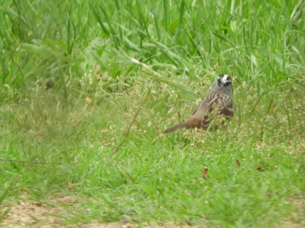 White-crowned Sparrow - ML617650546