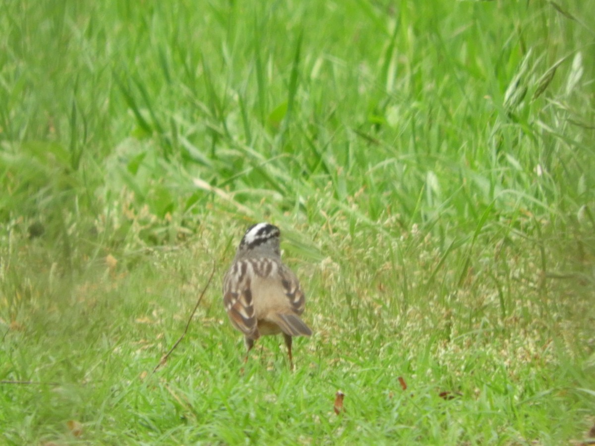 White-crowned Sparrow - ML617650547