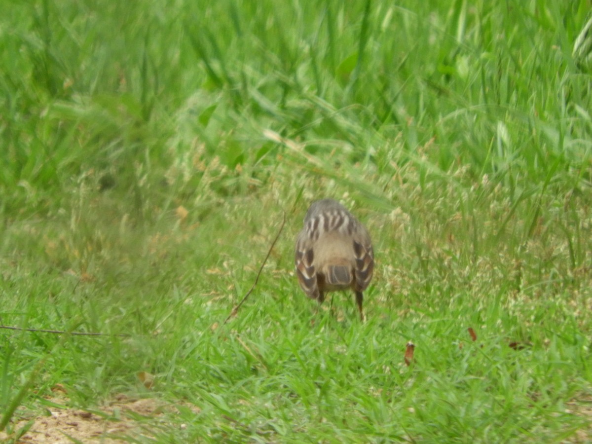 White-crowned Sparrow - ML617650548