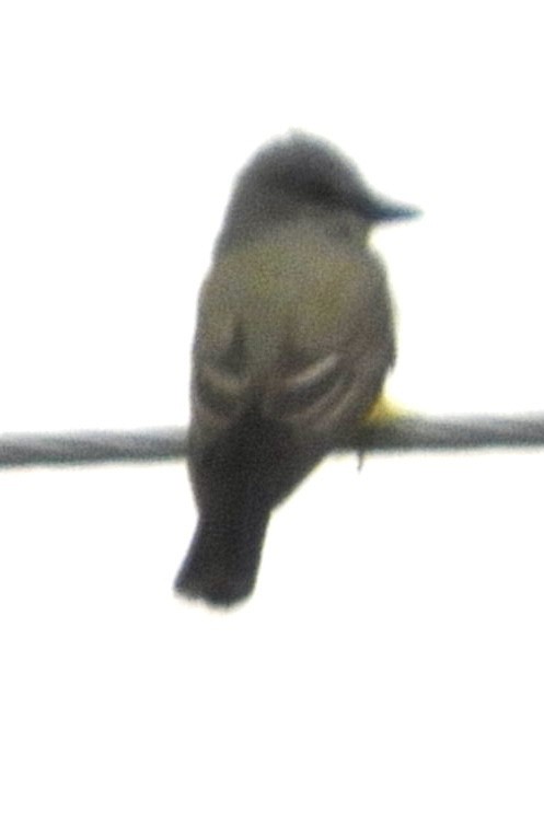 Great Crested Flycatcher - ML617650578