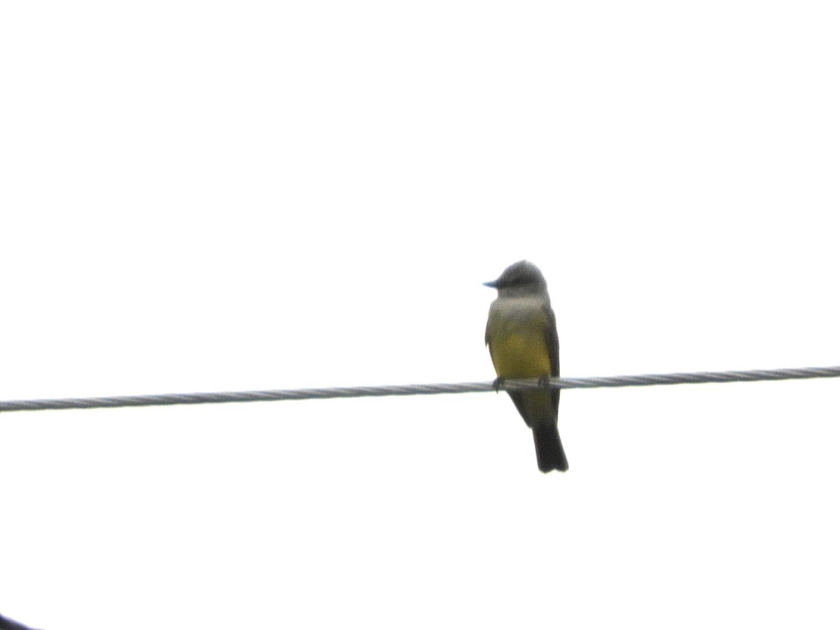 Great Crested Flycatcher - ML617650579