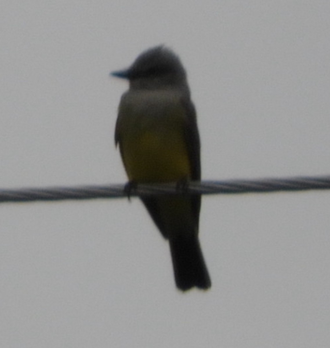 Great Crested Flycatcher - ML617650580