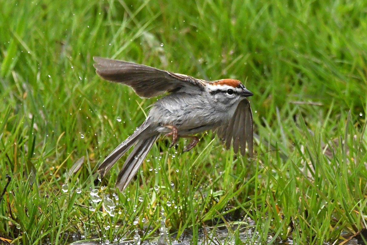 Chipping Sparrow - ML617650584