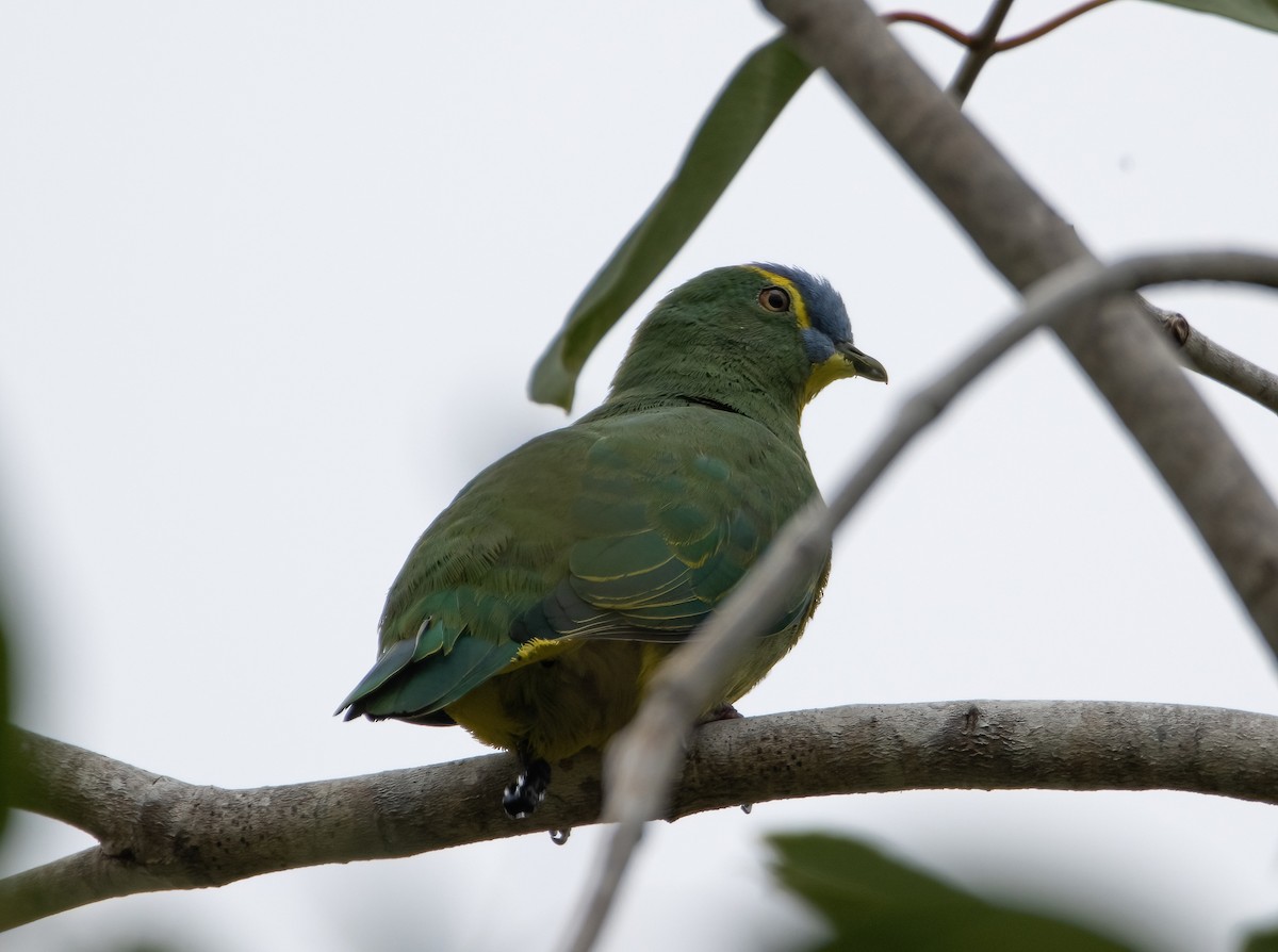 Blue-capped Fruit-Dove - Mitch Rose