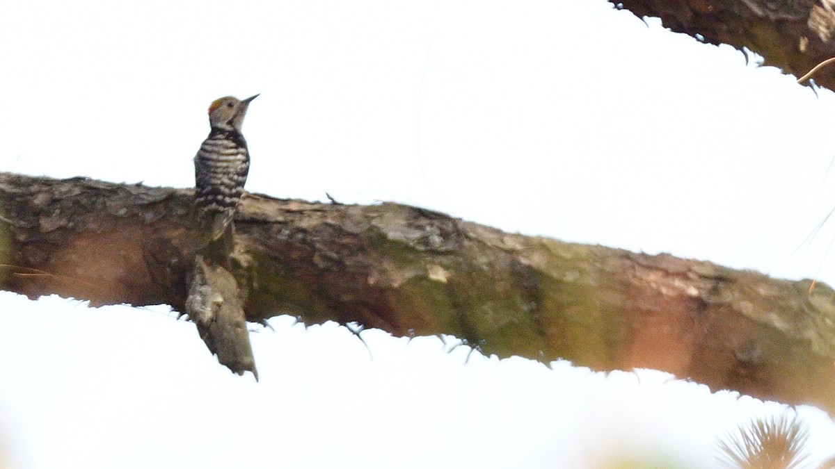 Brown-fronted Woodpecker - ML617650598