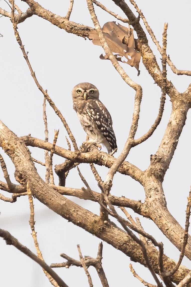 Forest Owlet - Neeraja V