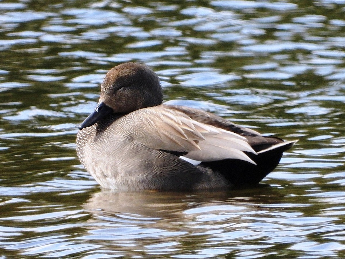 eBird Checklist - 20 Apr 2024 - Rodley NR - 26 species