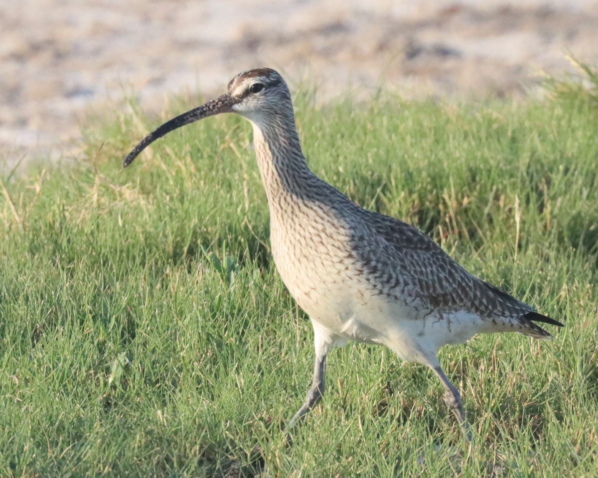 Whimbrel - Michael Brothers