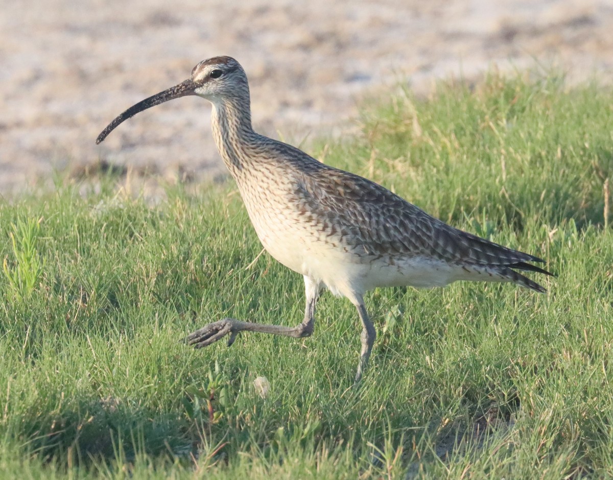 Whimbrel - Michael Brothers