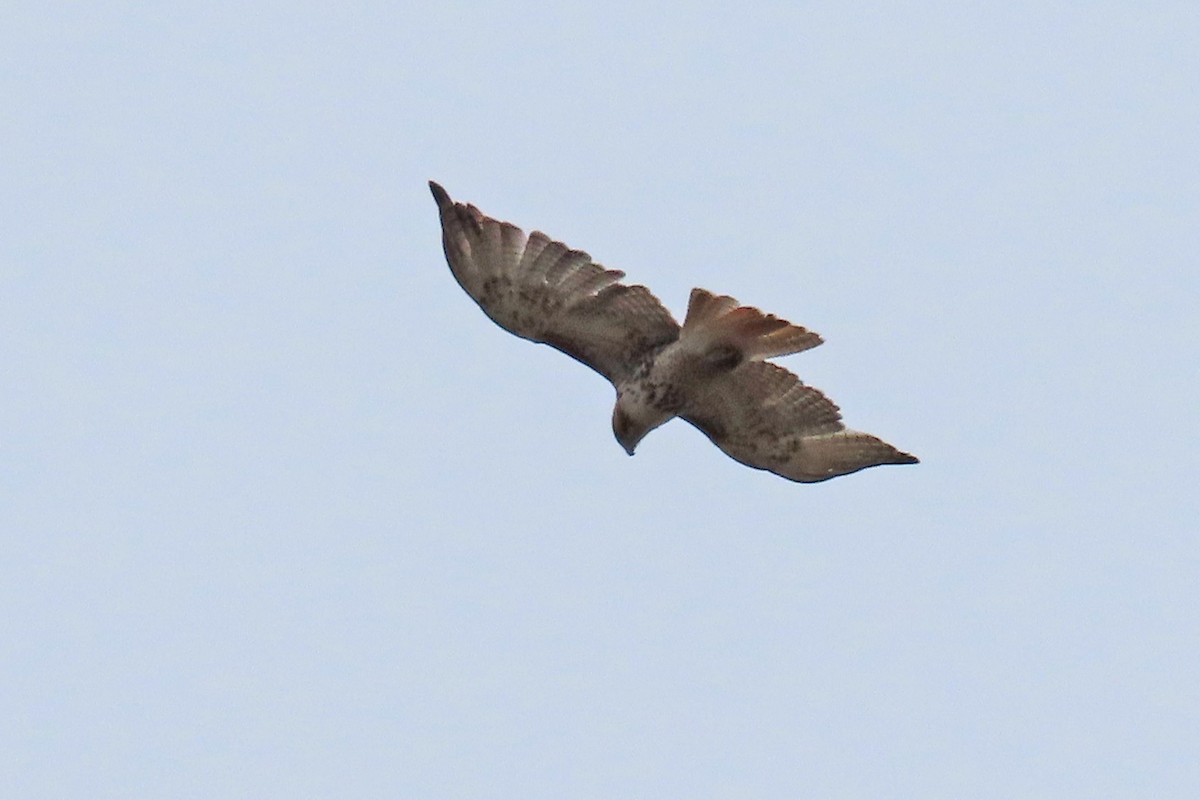 Red-tailed Hawk - ML617650690