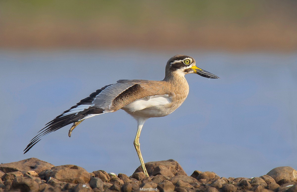 Great Thick-knee - ML617650704