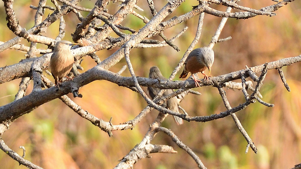 Chestnut-tailed Starling - ML617650767