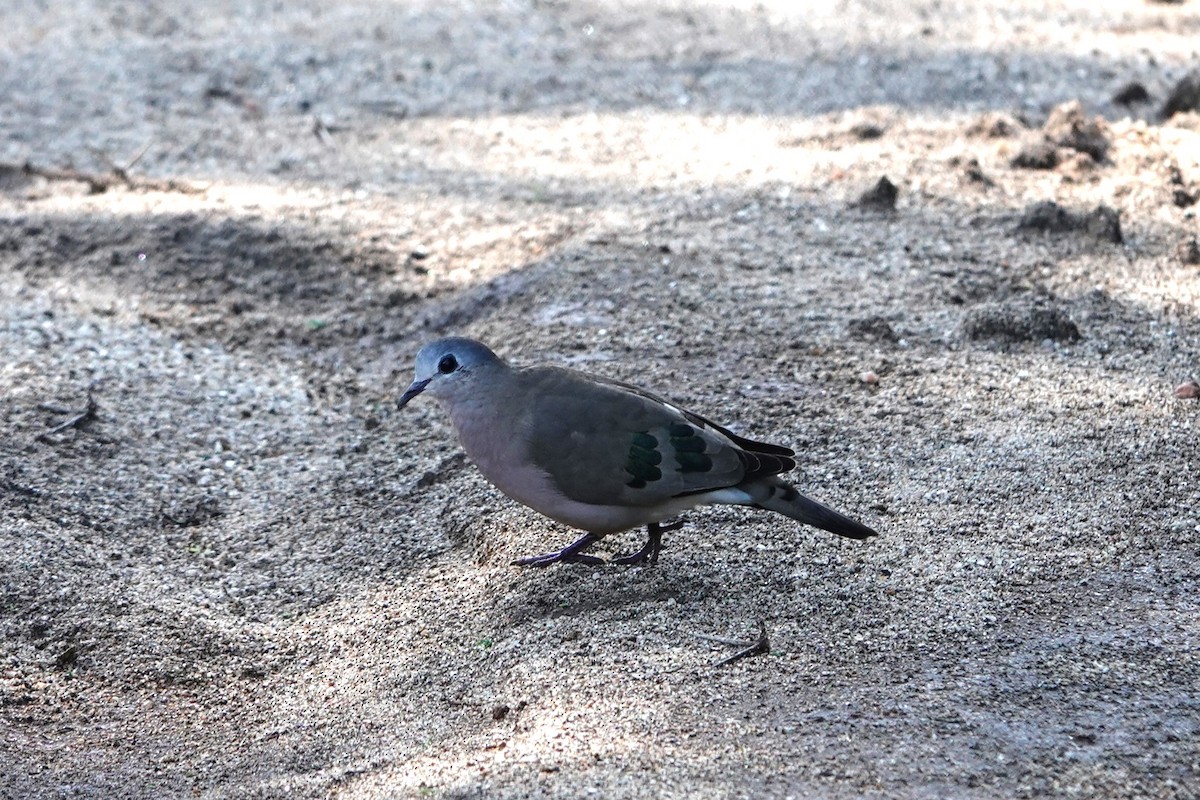 Emerald-spotted Wood-Dove - ML617650850