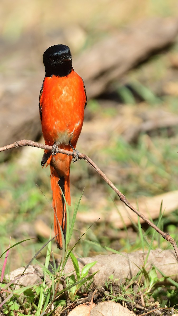 赤紅山椒鳥 - ML617650877