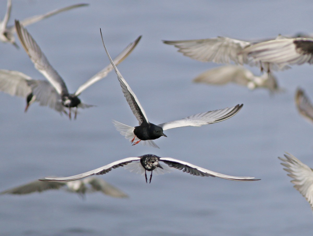 White-winged Tern - ML617650917