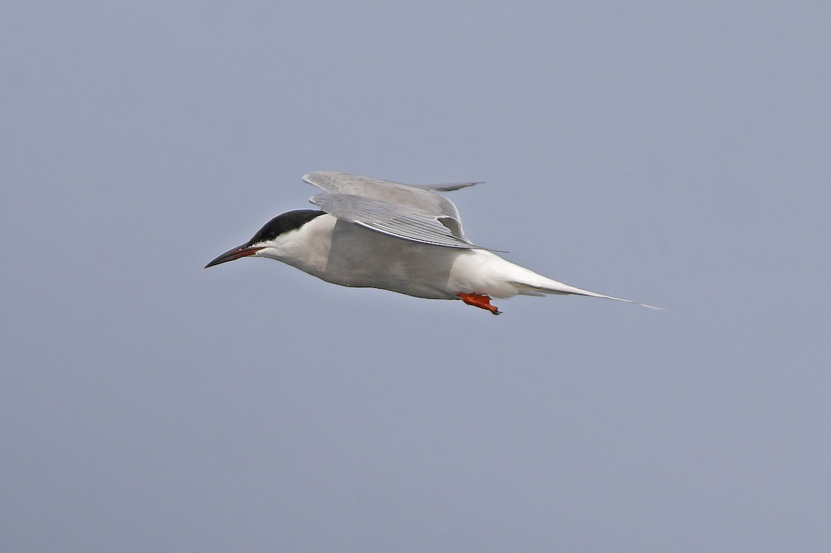 Common Tern - ML617650926