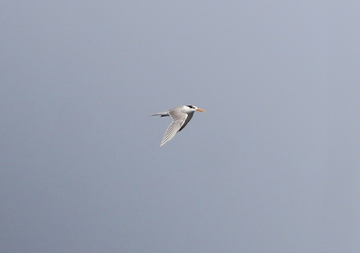 Lesser Crested Tern - Neoh Hor Kee