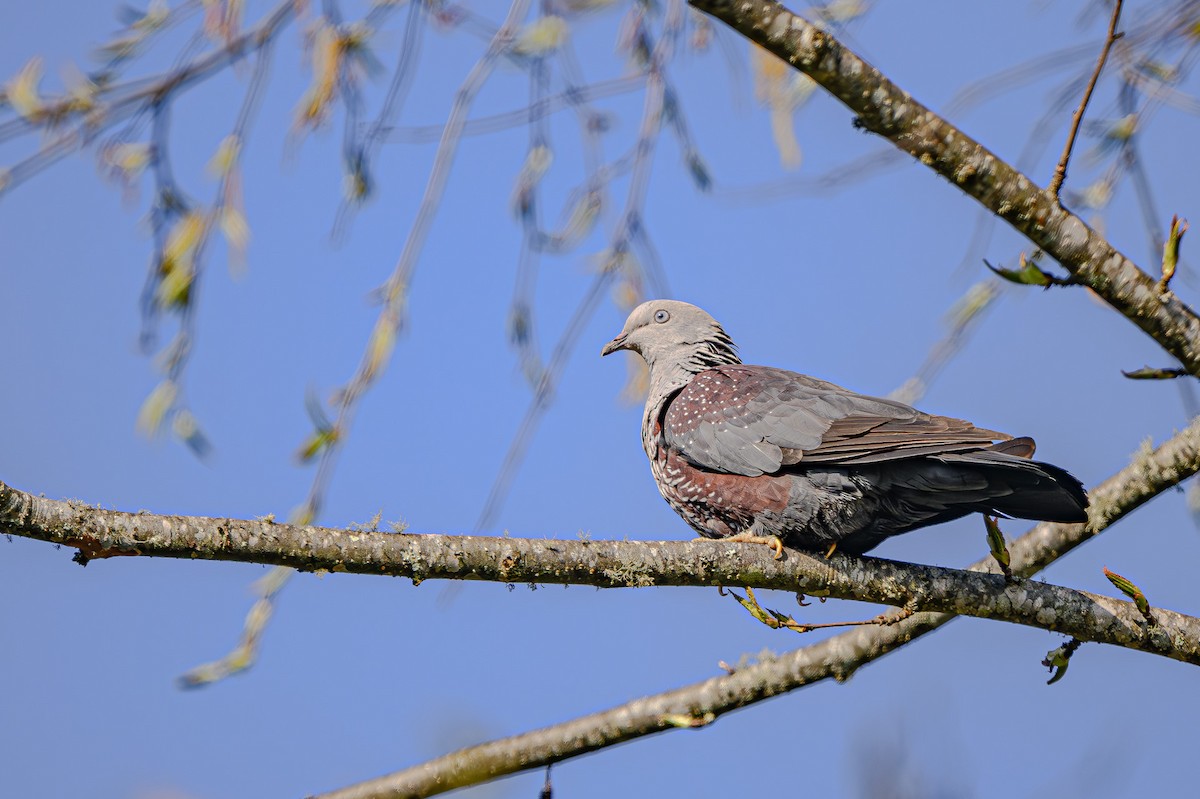 Speckled Wood-Pigeon - ML617650972