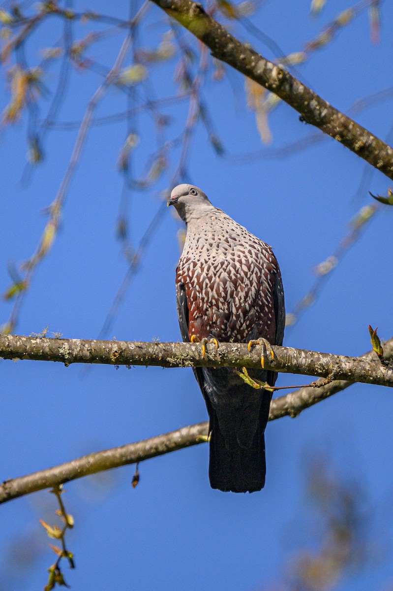 Speckled Wood-Pigeon - ML617650975