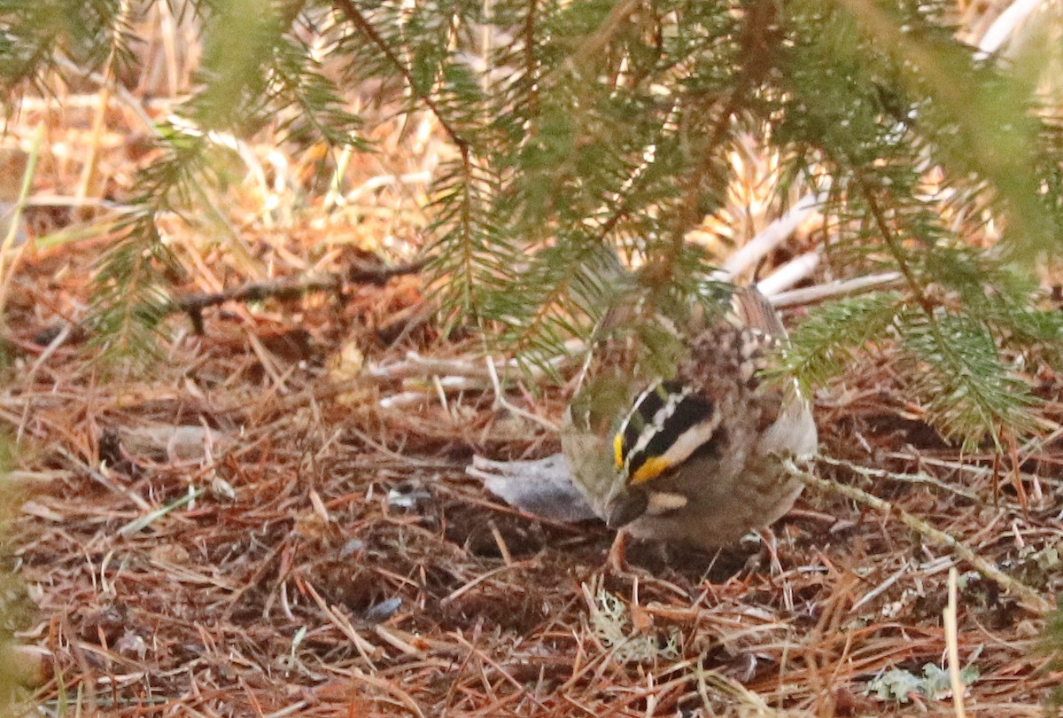 White-throated Sparrow - ML617650992