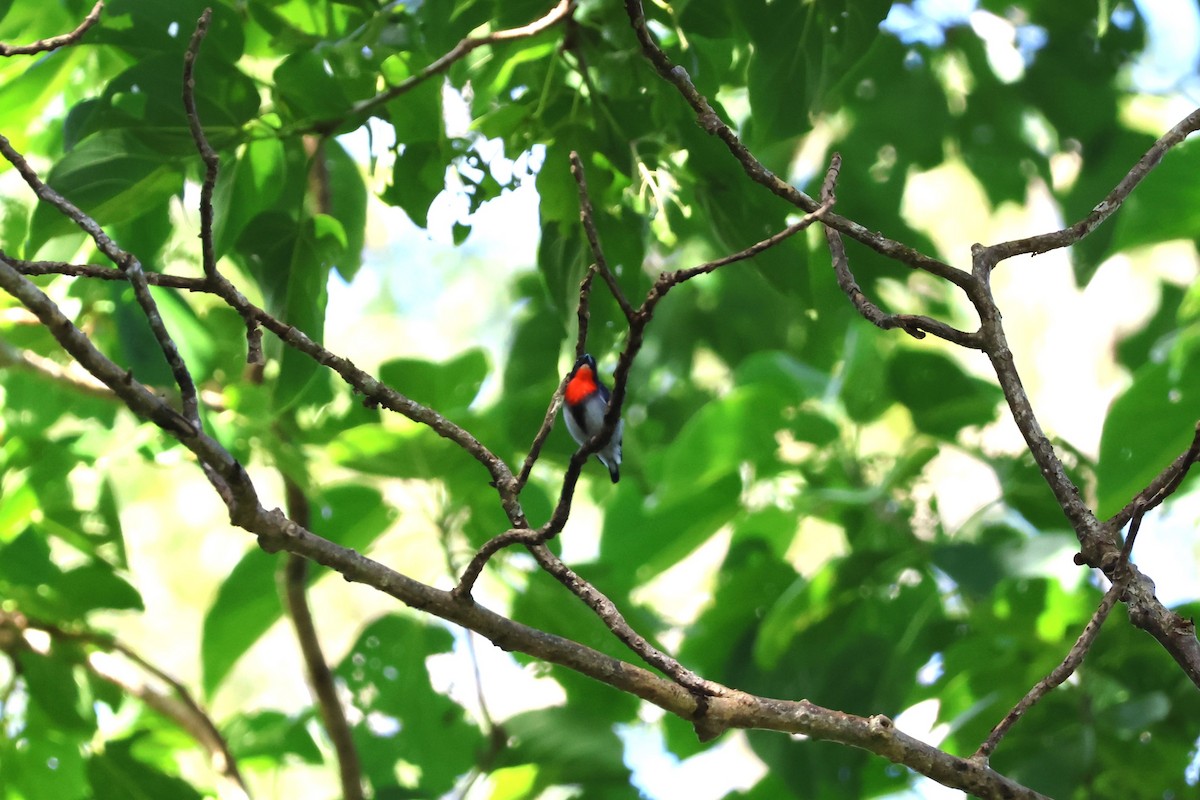 Blood-breasted Flowerpecker (Sumba) - ML617651078