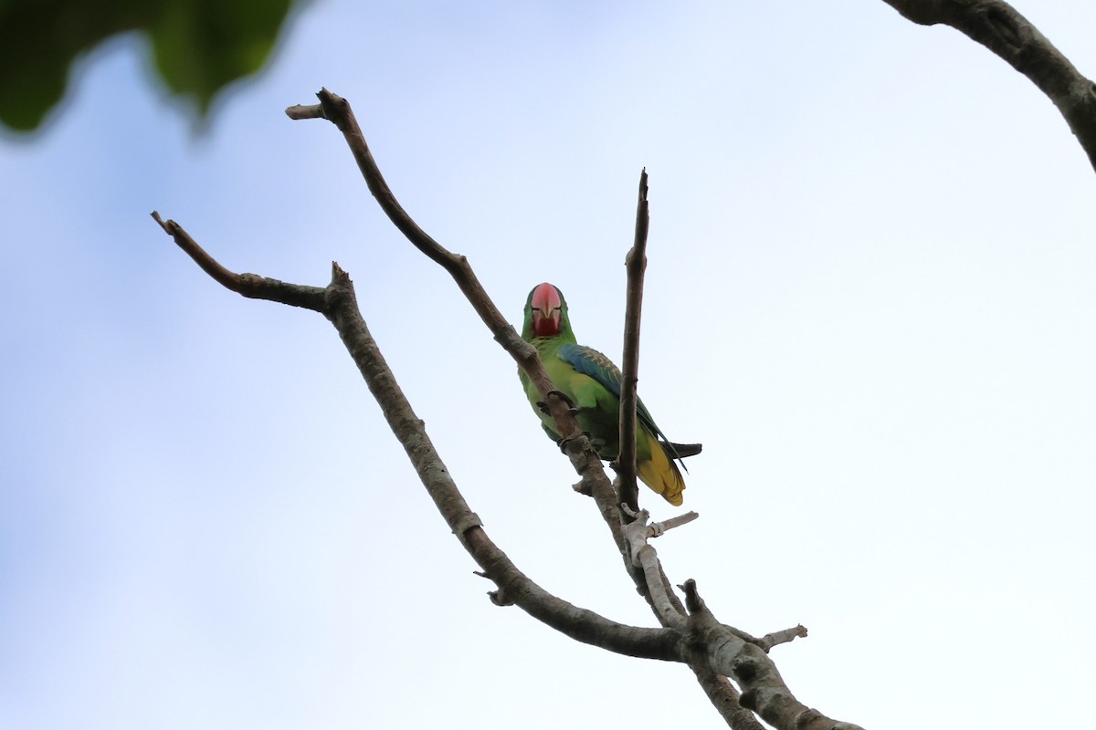 Great-billed Parrot - ML617651115