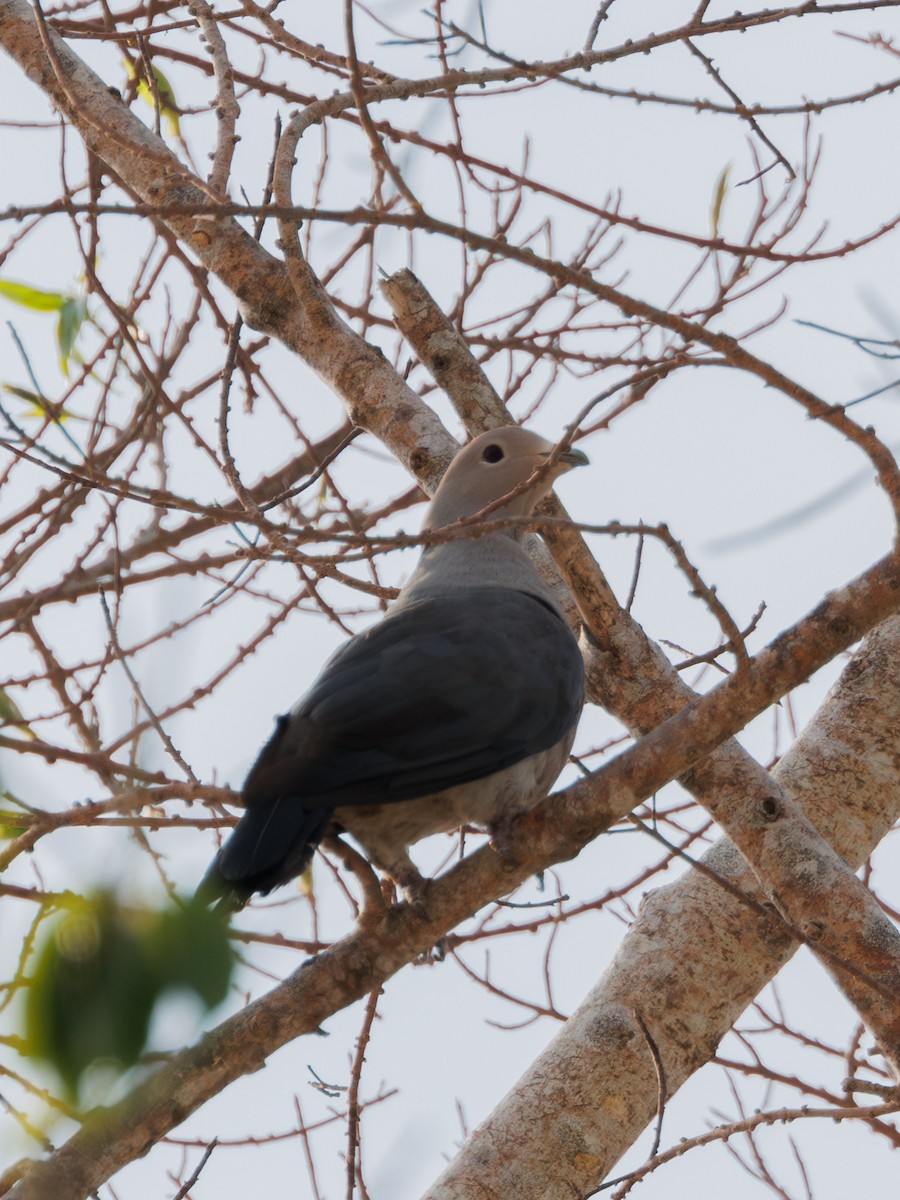 Gray Imperial-Pigeon - ML617651117
